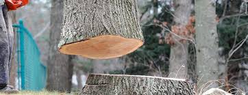 Best Tree Trimming and Pruning  in Orland Park, IL