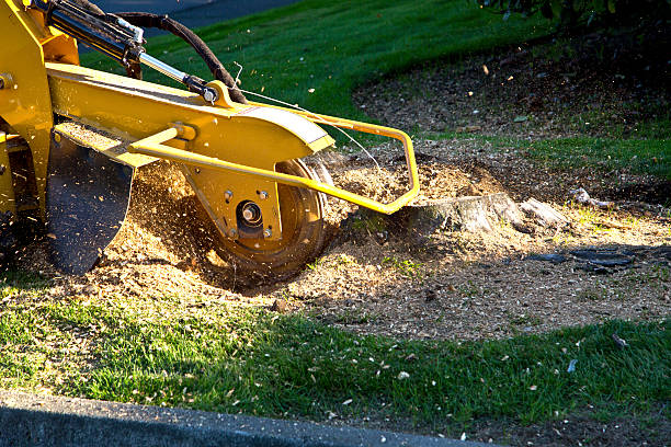 Best Arborist Consultation Services  in Orland Park, IL